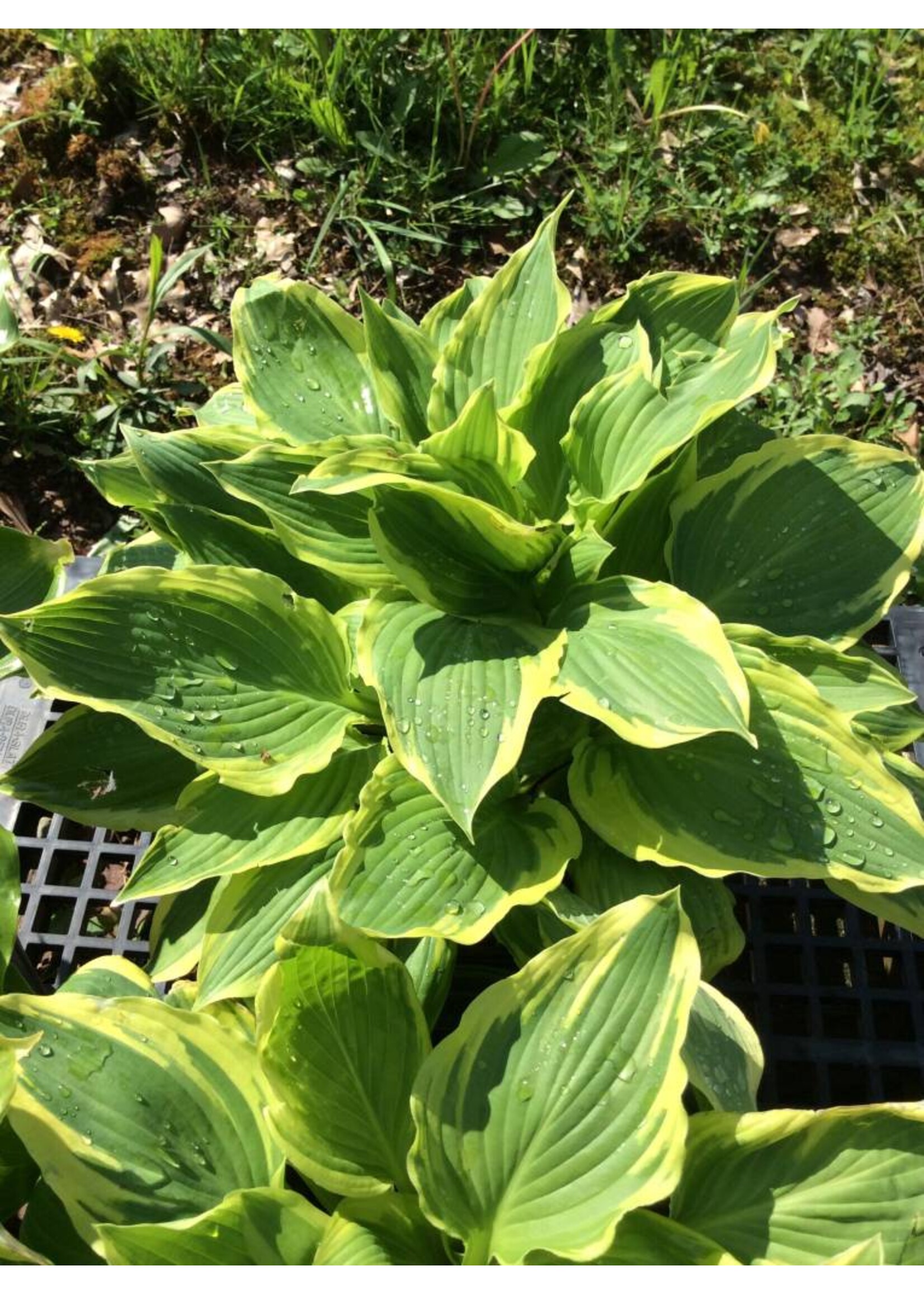 Hosta Lakeside Kaleidoscope Plantain Lily, Lakeside Kaleidoscope, #3