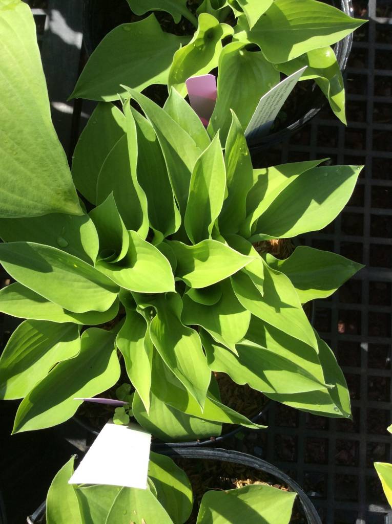 Hosta Gold Drop Plantain Lily, Gold Drop, 1 Behmerwald Nursery