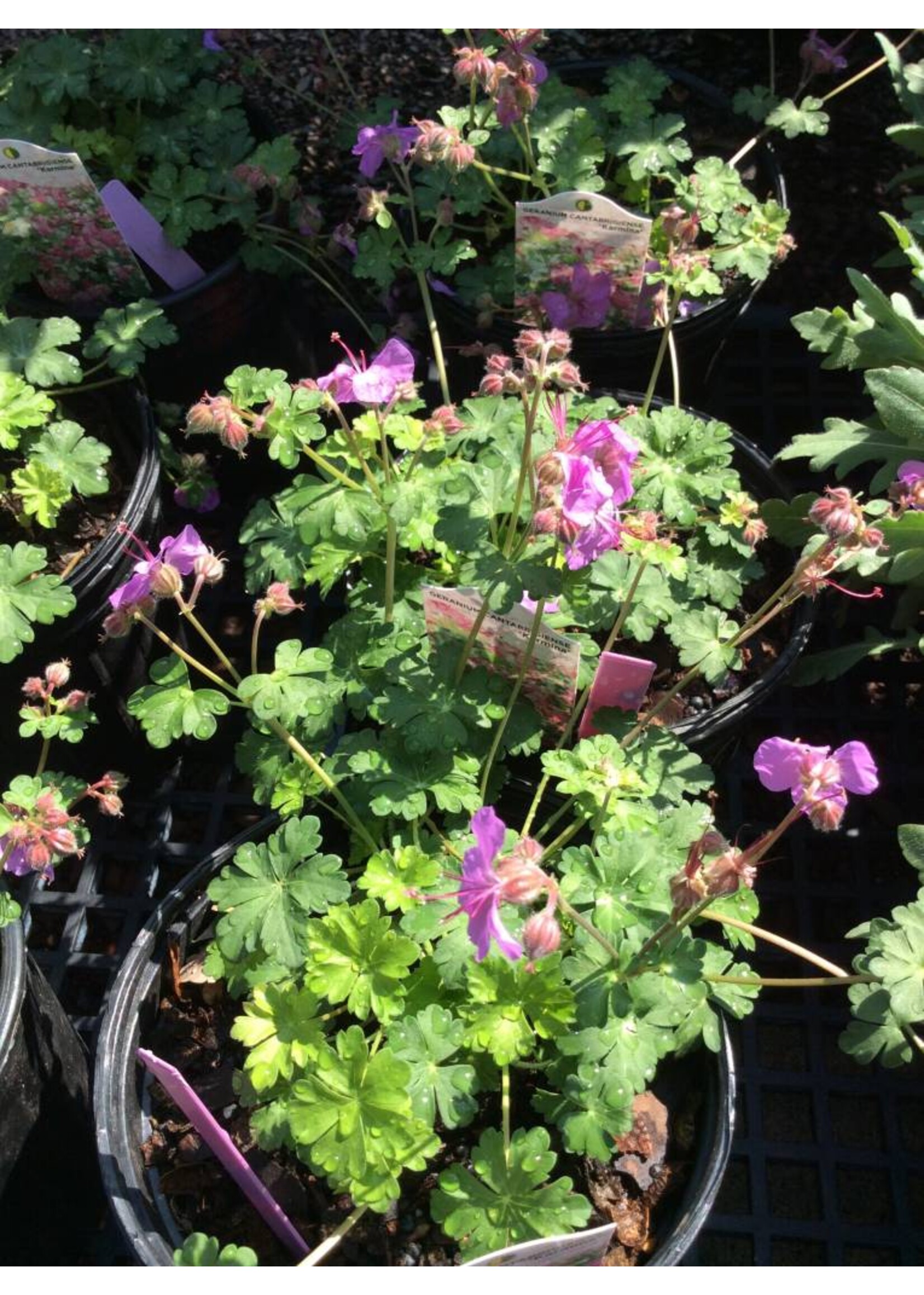 Geranium Cantabrigiense Karmina, #1