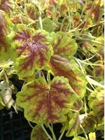 Heucherella Solar Eclipse #1