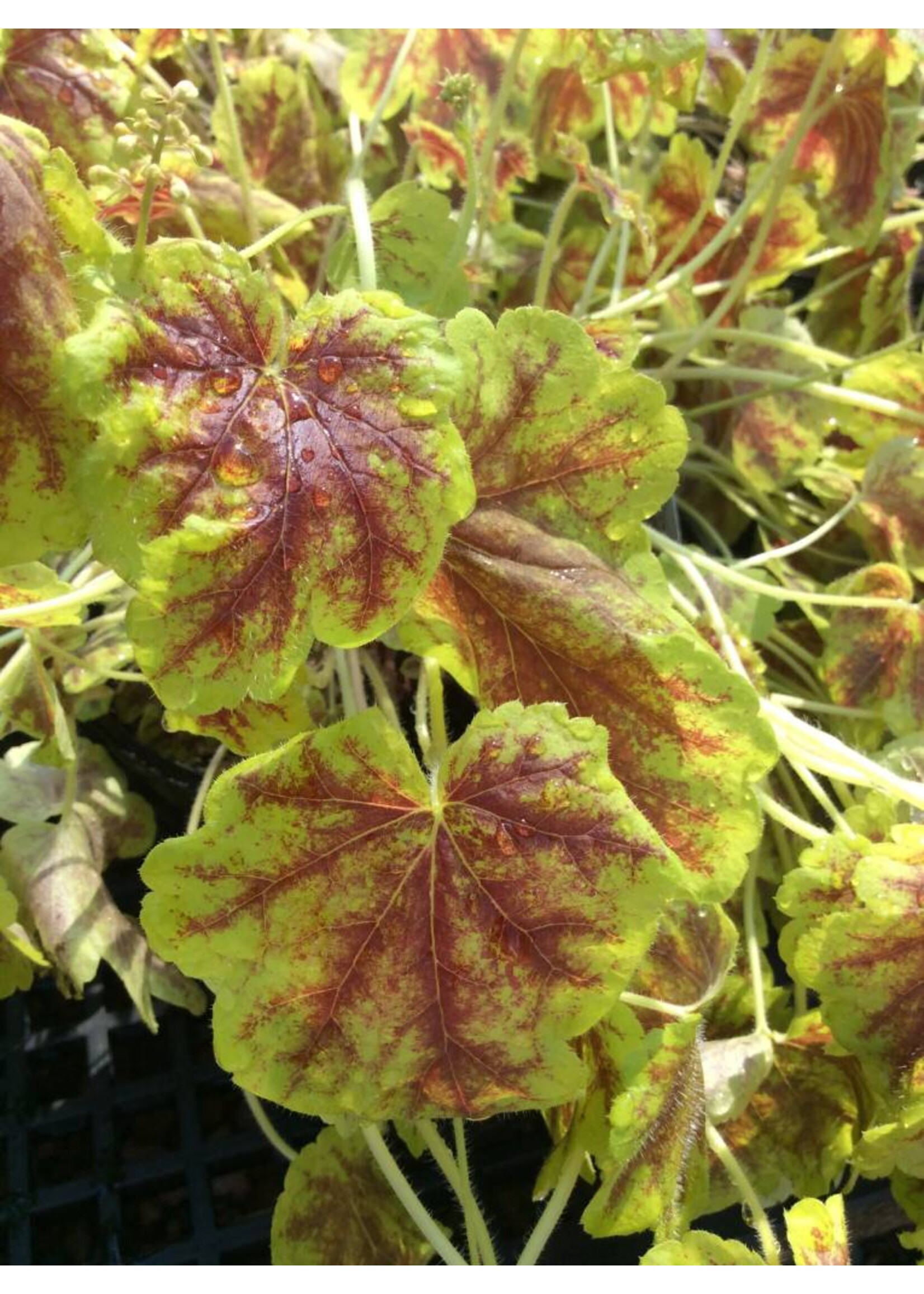 Heucherella Solar Eclipse #1