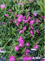 Silene caroliniana Campion, #1