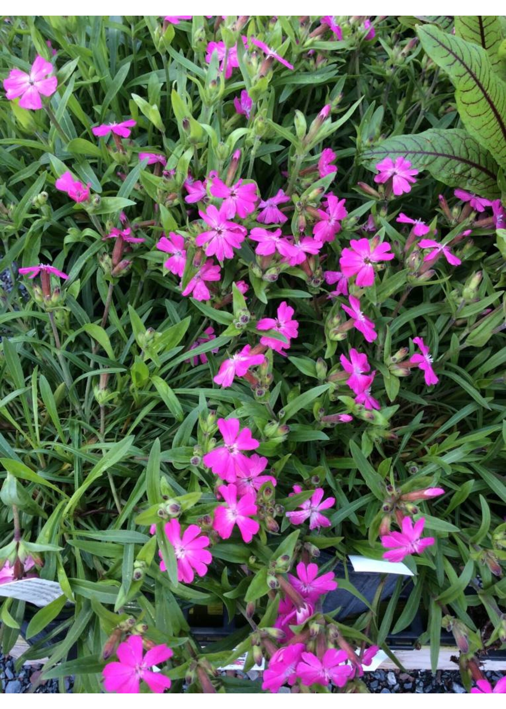 Silene caroliniana Campion, #1