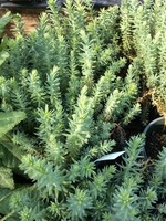 Sedum reflexum Blue Spruce Stonecrop, Blue Spruce, #1
