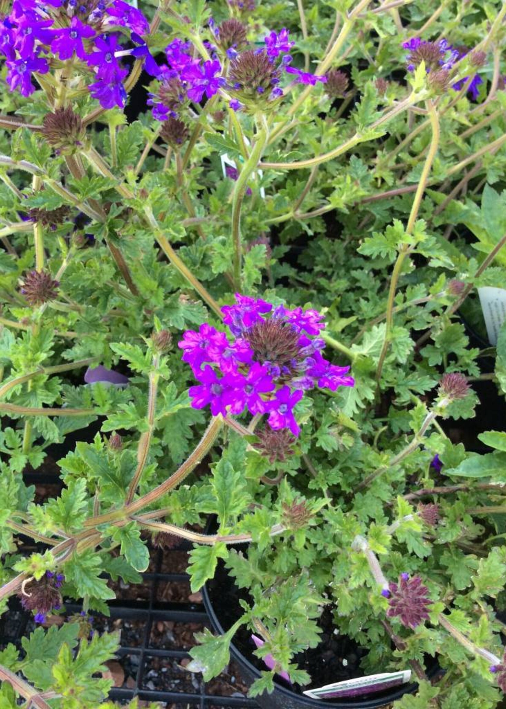 Verbena can. Homestead Purple Vervain Homestead Purple, 4