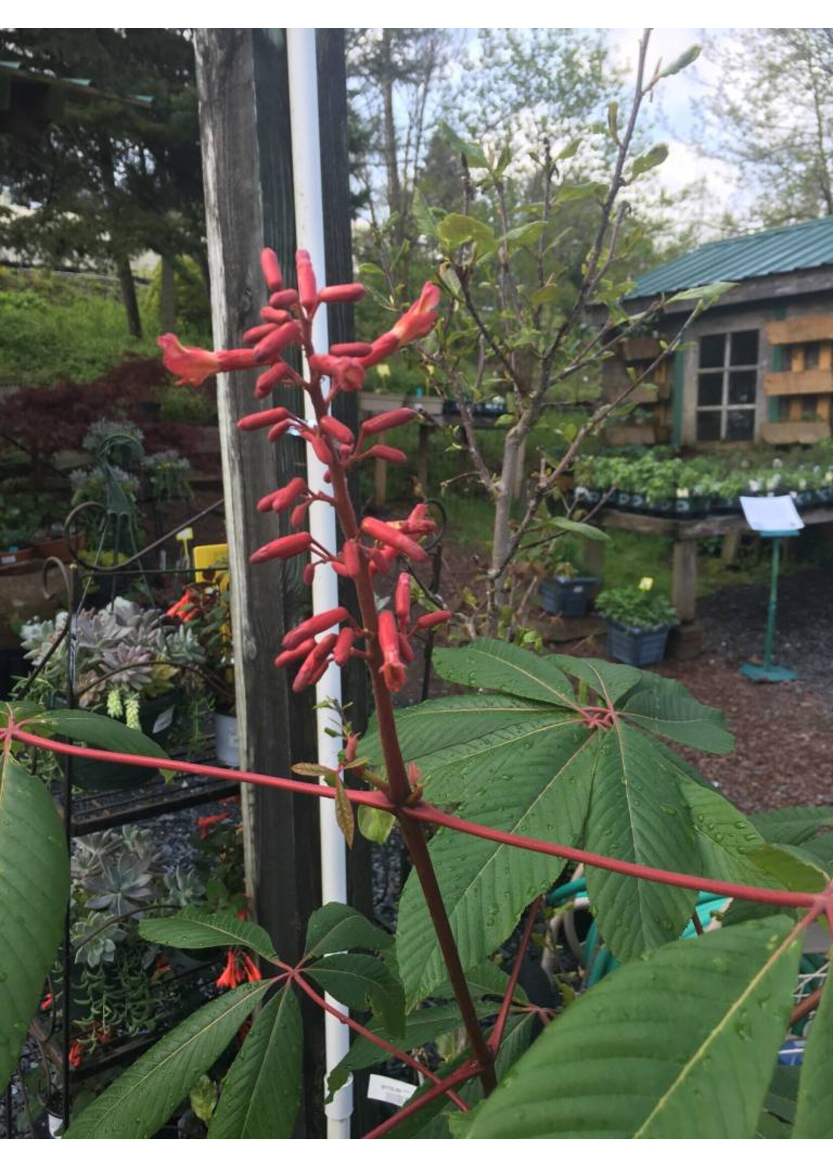 Aesculus pavia Buckeye - Red, #3