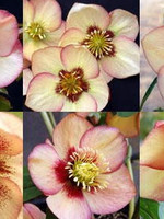 Spring Bloom Helleborus x Apricot Lenten Rose, Apricot, #1