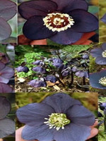 Spring Bloom Helleborus x Darks Lenten Rose, Dark, #1