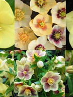 Spring Bloom Helleborus x yellow with red Lenten Rose, #1