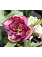 Spring Bloom Helleborus x Double dark pink Lenten Rose, #1