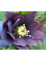 Spring Bloom Helleborus x Double Slate, Lenten Rose, #1