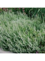 Calamintha nepeta sp. nepeta,  Calamint#1