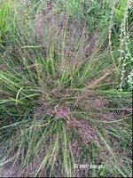 Eragostis spectabilis Grass - Ornamental Purple Love, #1