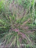 Eragrostis spectabilis Grass - Ornamental Purple Love, #1