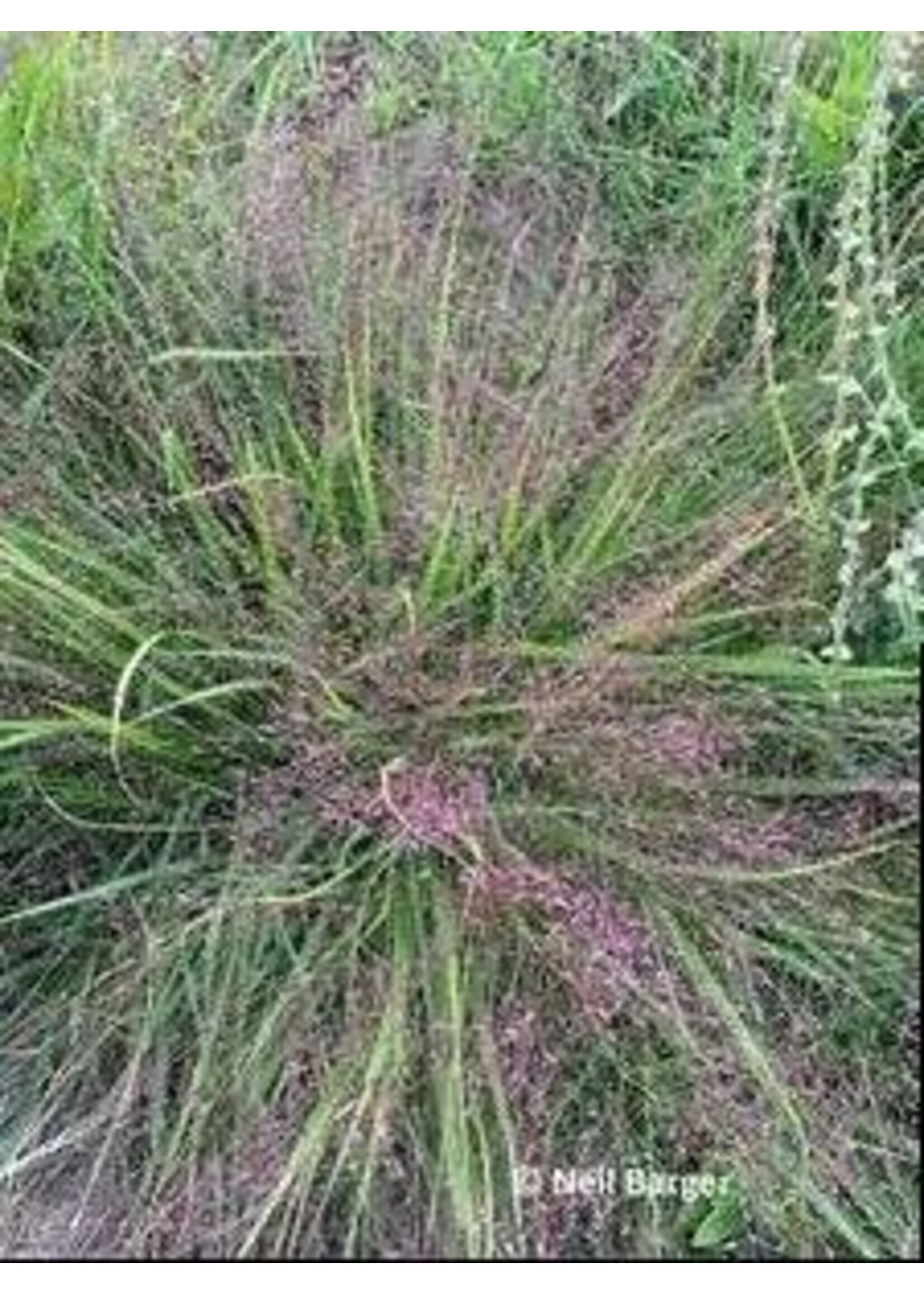 Eragrostis spectabilis Grass - Ornamental Purple Love, #1