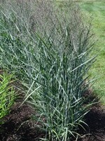 Panicum virgatum Prairie Dog , - Ornamental Switch,  #1