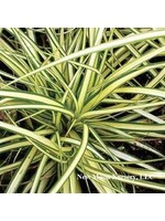 Carex osh. Evergold Grass - Ornamental Evergold Sedge, #1