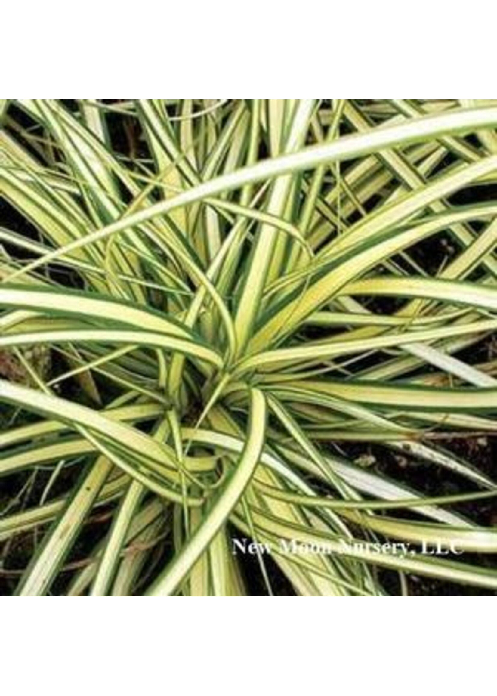 Carex osh. Evergold Grass - Ornamental Evergold Sedge, #1