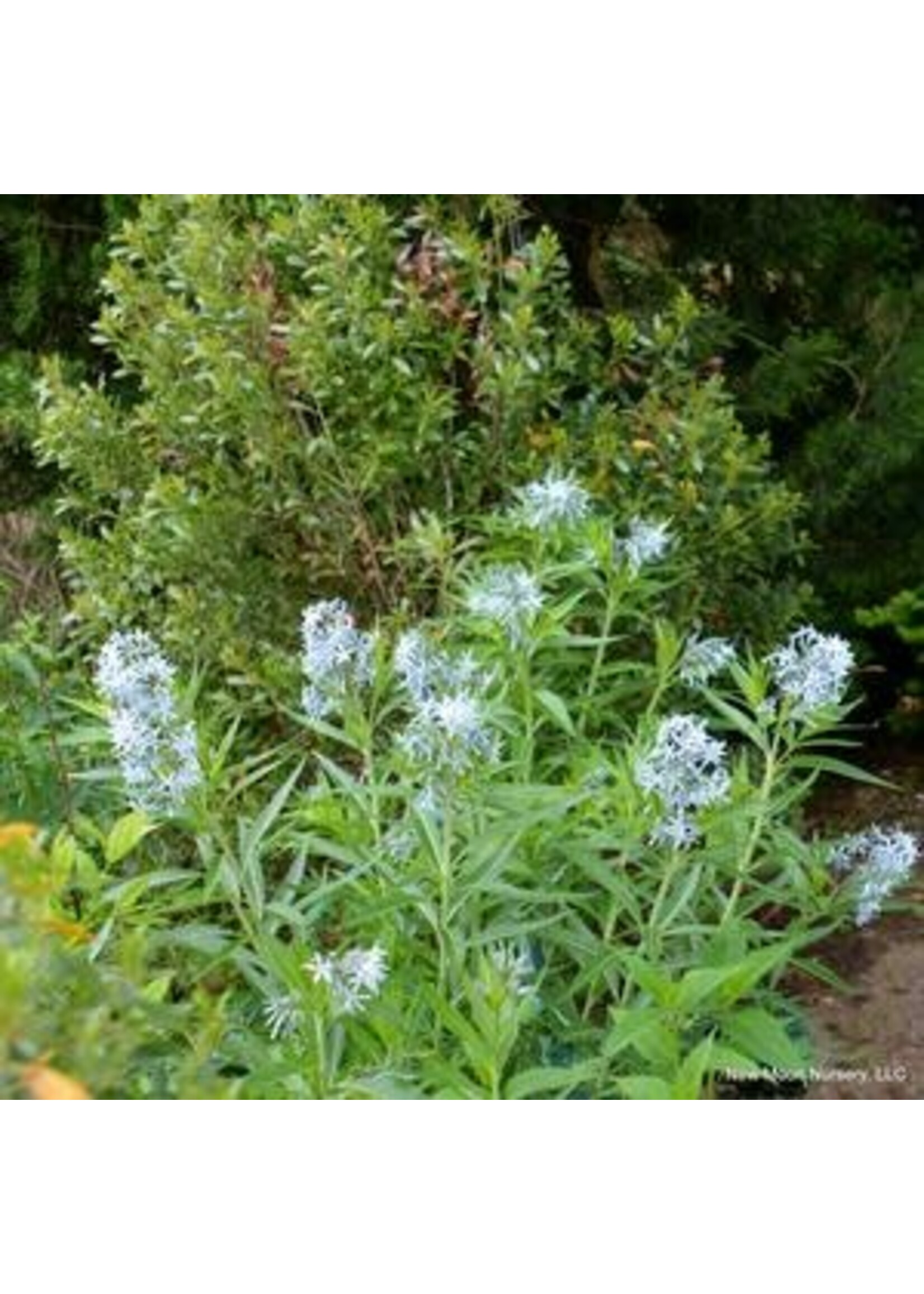 Spring Bloom Amsonia illustris, Shining bluestar #1