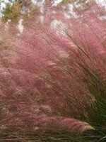 Muhlenbergia capillaris, Pink hair grass, #1