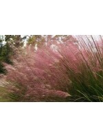 Muhlenbergia reverchonii, Pink Muhly Grass #1