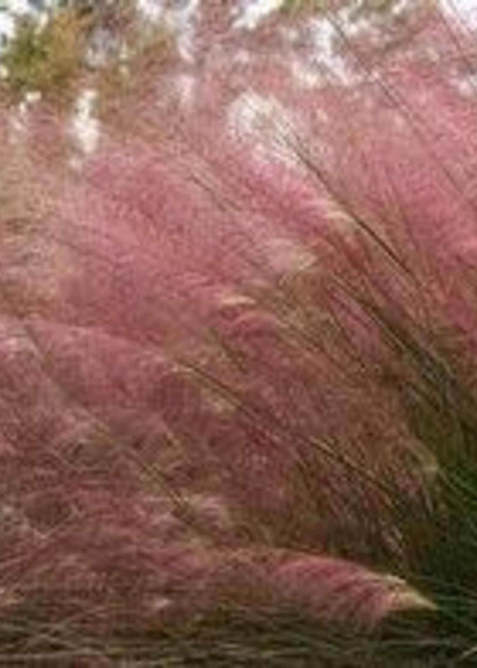 Muhlenbergia capillaris, Pink Muhly hair grass, #1