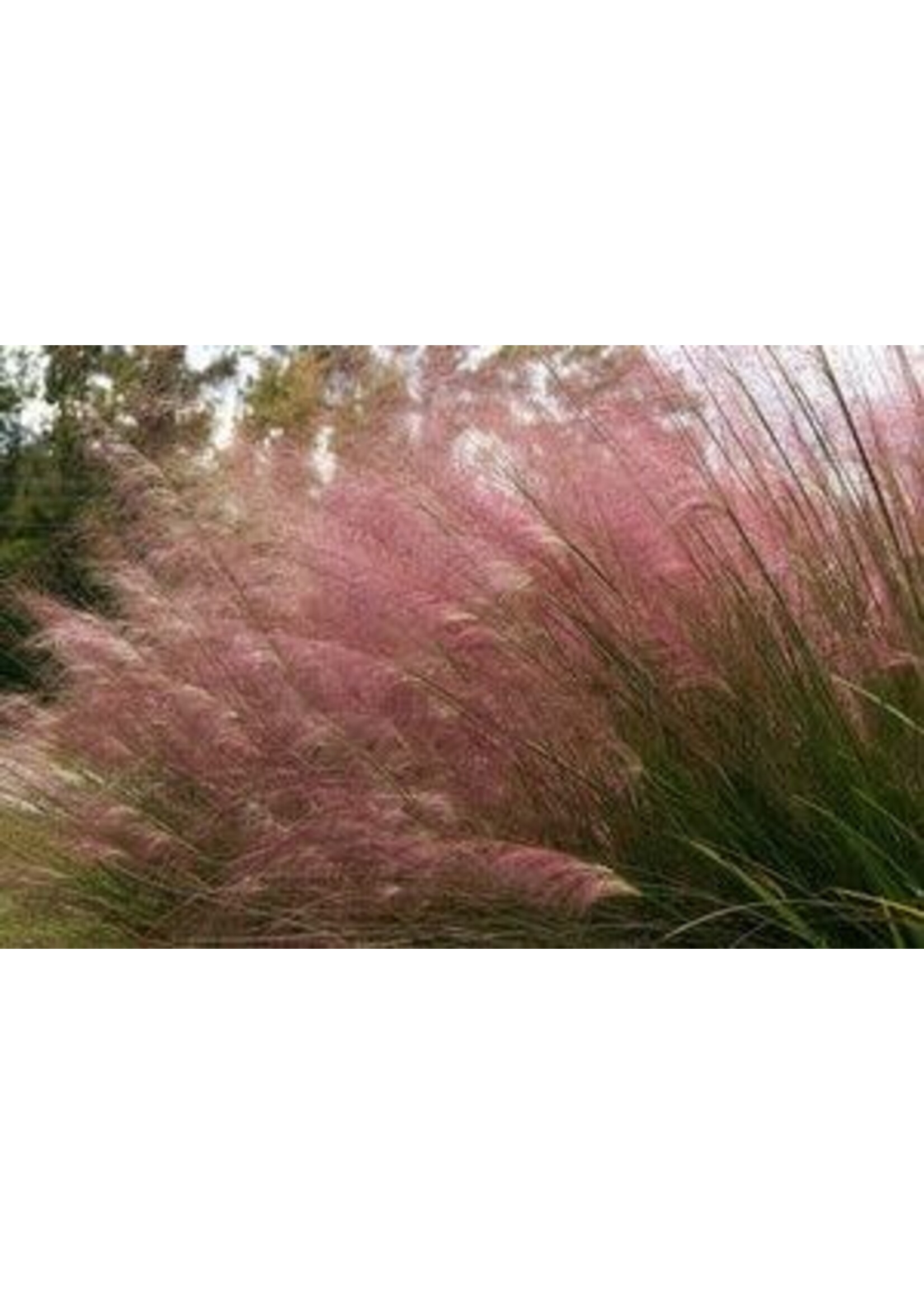 Muhlenbergia reverchonii, Pink Muhly Grass #1