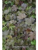 2024 Plant Olympics! Heuchera villosa, Hairy alumroot Coral Bells,  #1