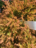 Thuja occ. Congabe, Fire Chief #3