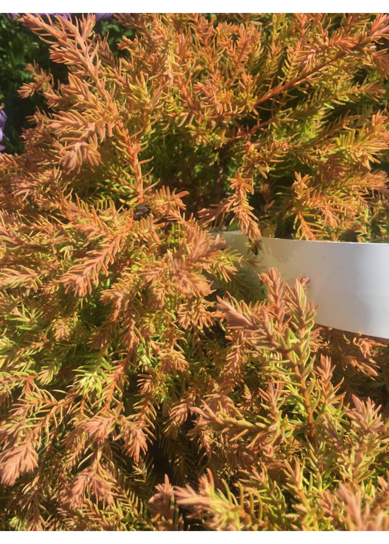 Thuja occ. Congabe, Fire Chief #3