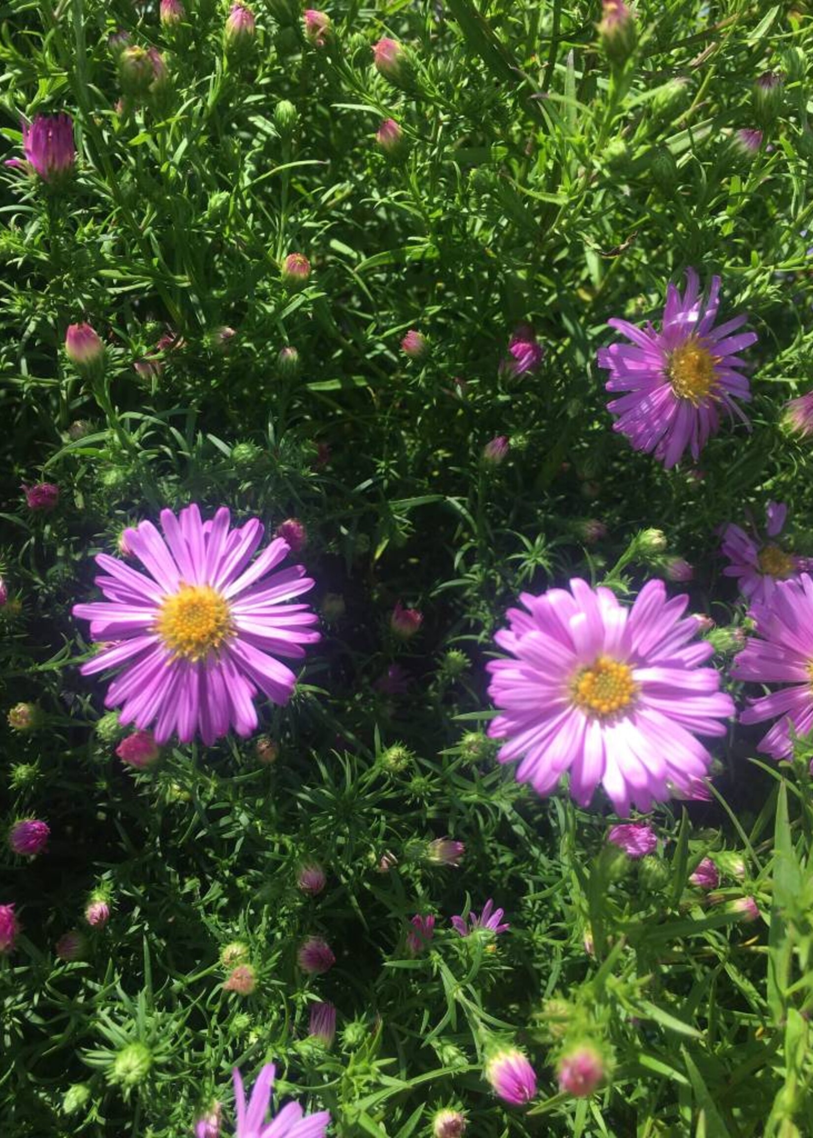 Aster dum. Wood's Pink Aster, Wood's Pink, #1