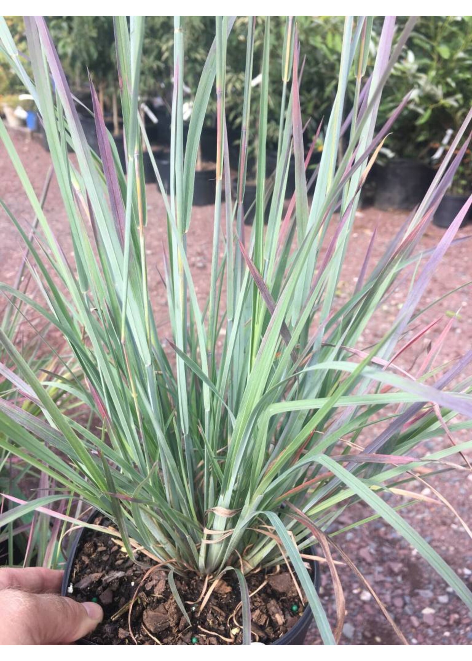 Schizachyrium scoparium Standing Ovation Grass - Ornamental Little Bluestem, Standing Ovation, #1