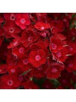 Dianthus Rockin Red, Pinks #1