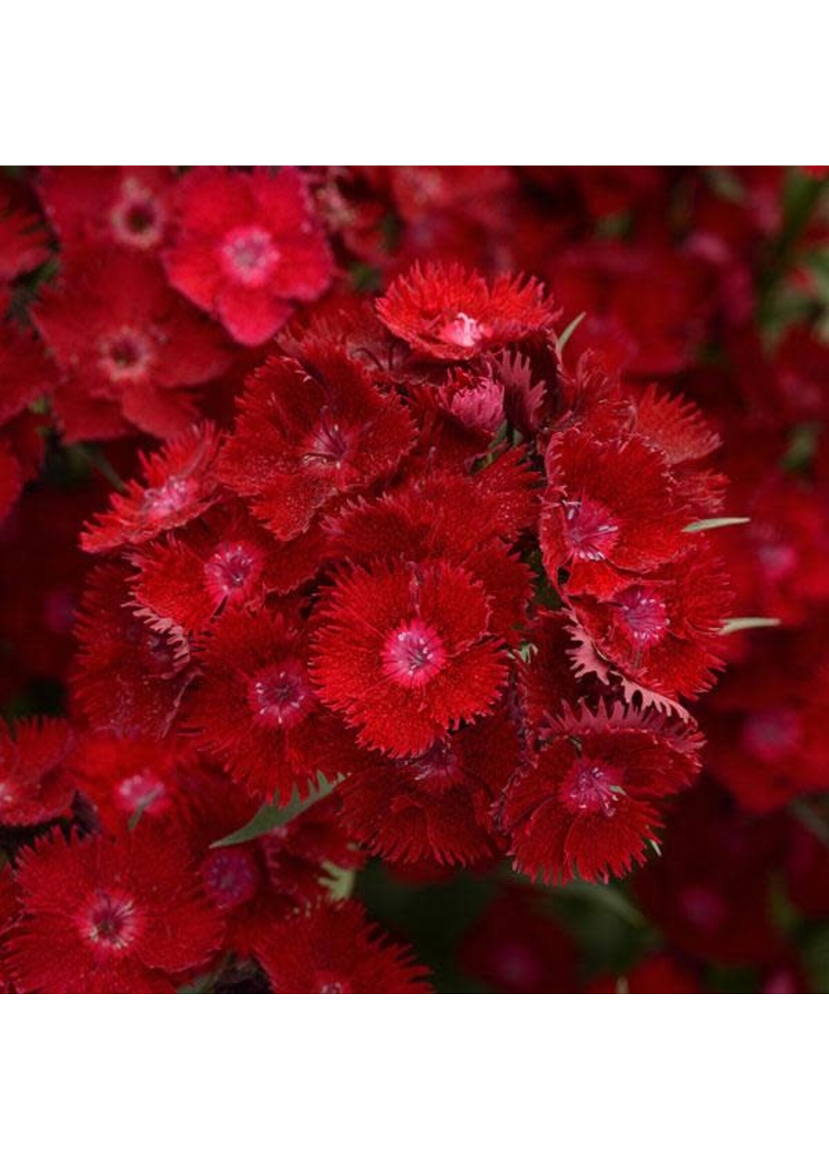 Dianthus Rockin Red, Pinks #1