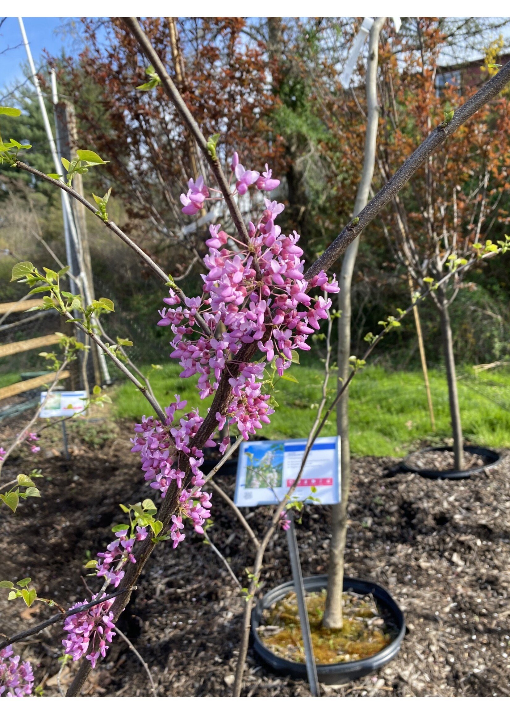 Cercis can. Redbud - Eastern, #5/7