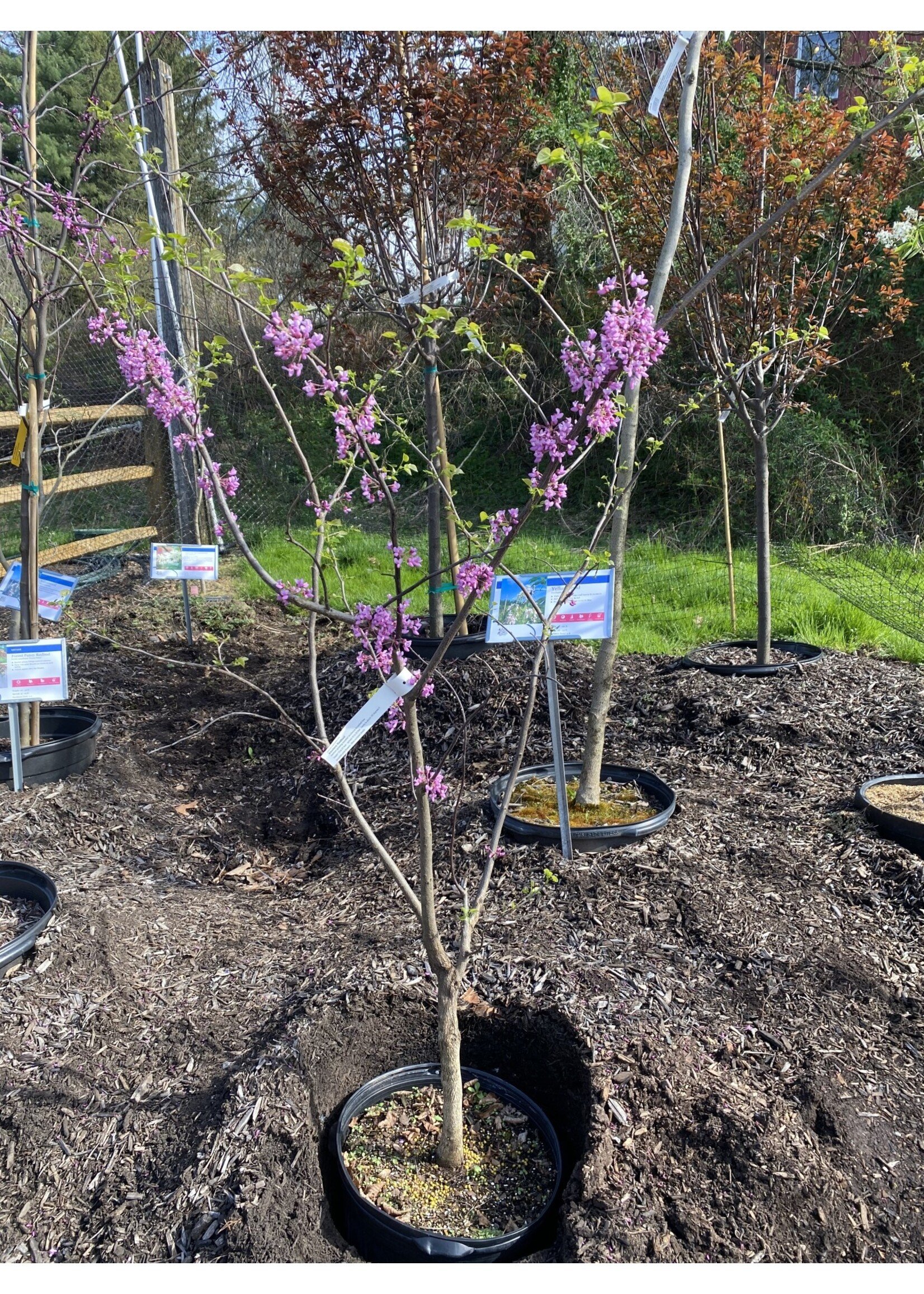 Cercis can. Redbud - Eastern, #5/7