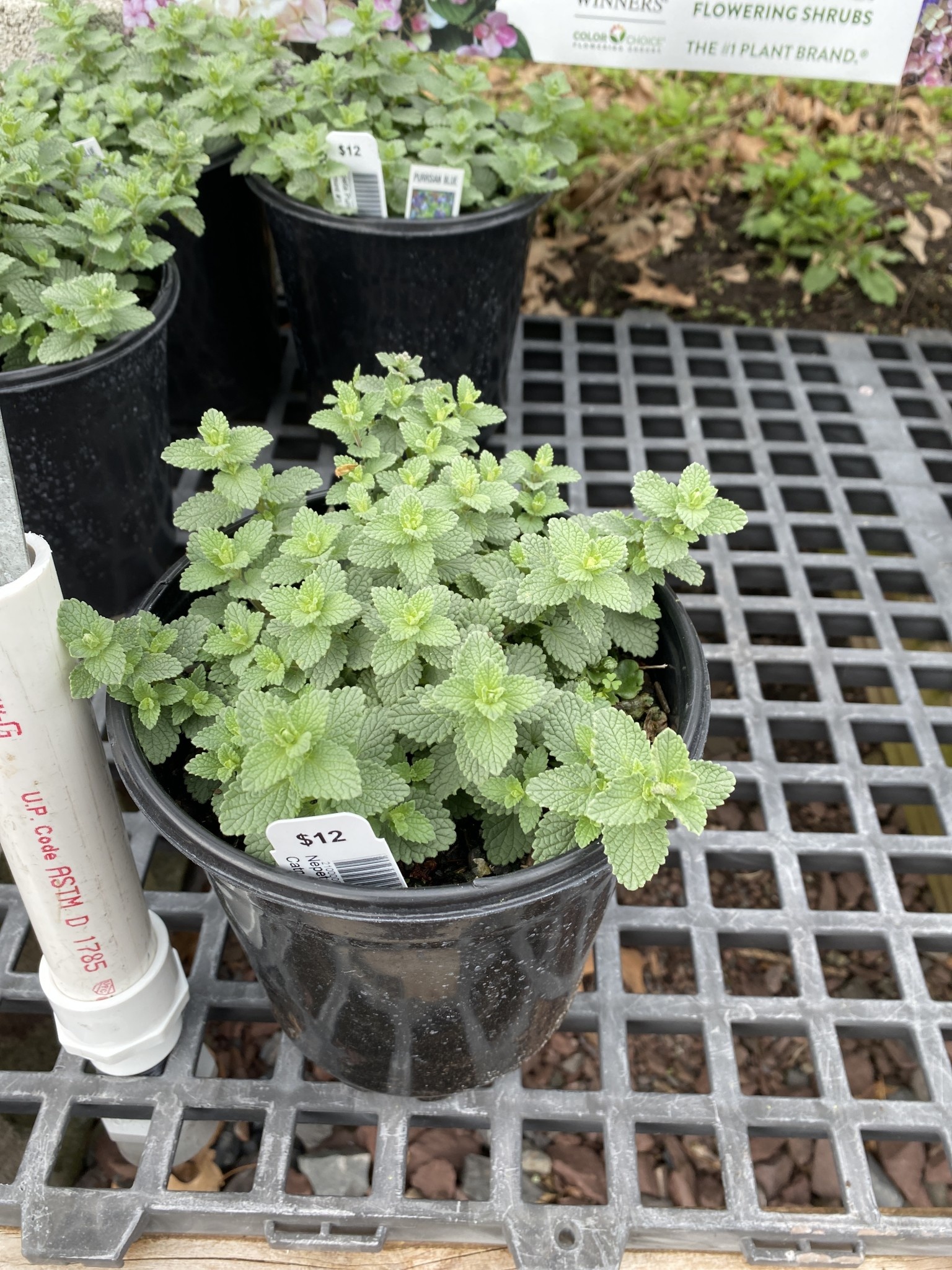 Nepeta Purrsian Blue, Catmint #1 - Behmerwald Nursery