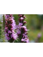 Liatris spicata Floristan Violet, Gayfeather, Violet #1