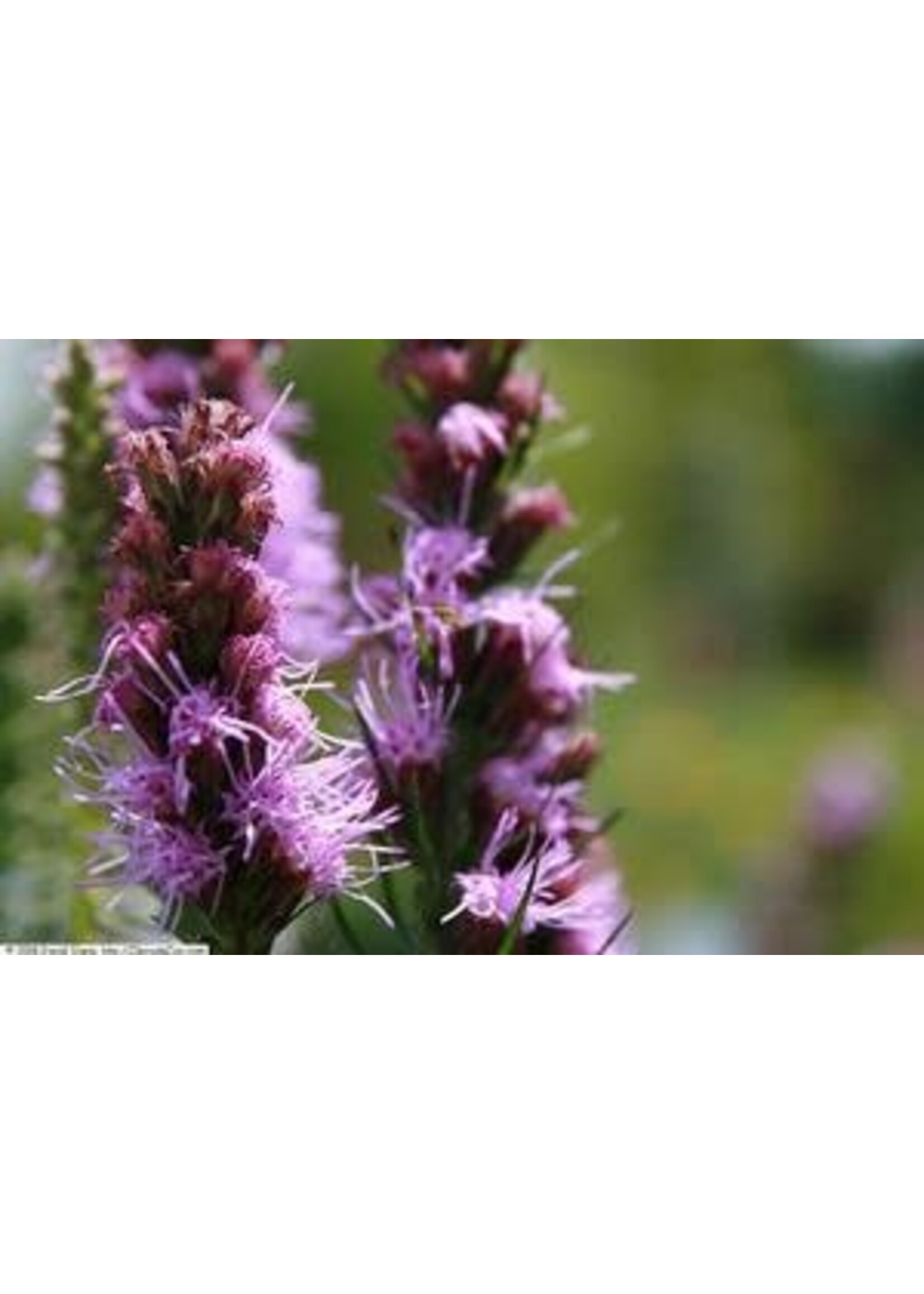 Liatris spicata Floristan Violet, Gayfeather, Violet #1