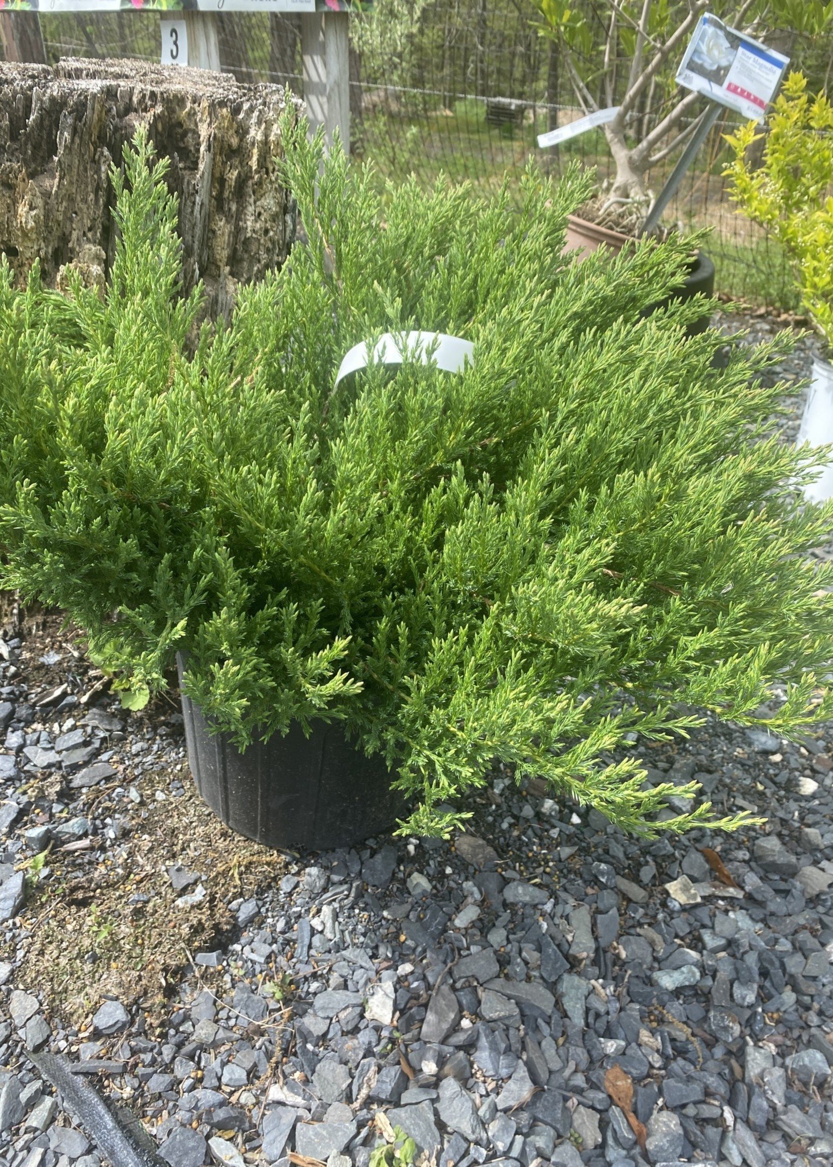 Juniperus hor. Youngstown, Juniper Andorra, 3 Behmerwald Nursery
