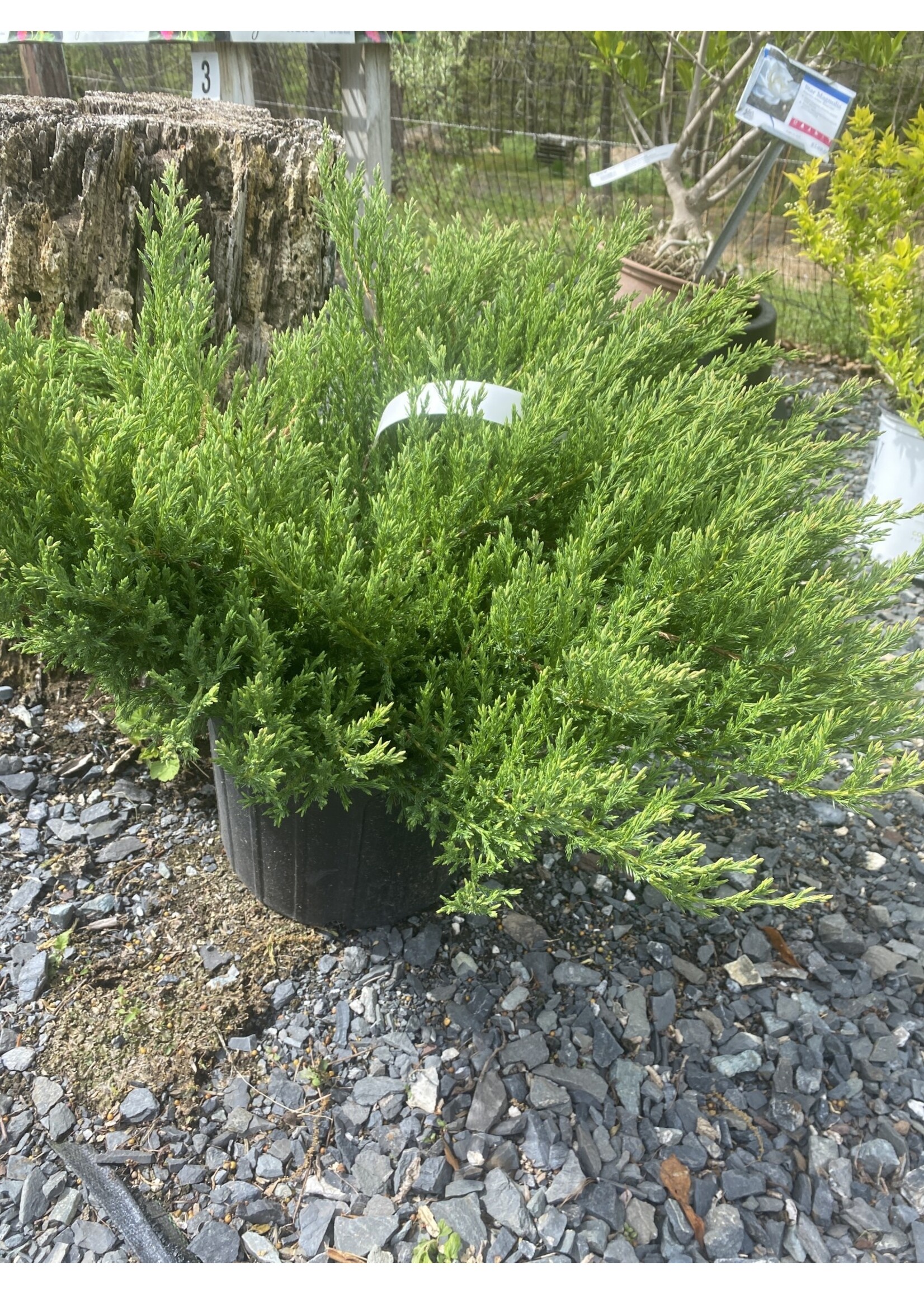 Juniperus hor. Youngstown, Juniper - Andorra, #3