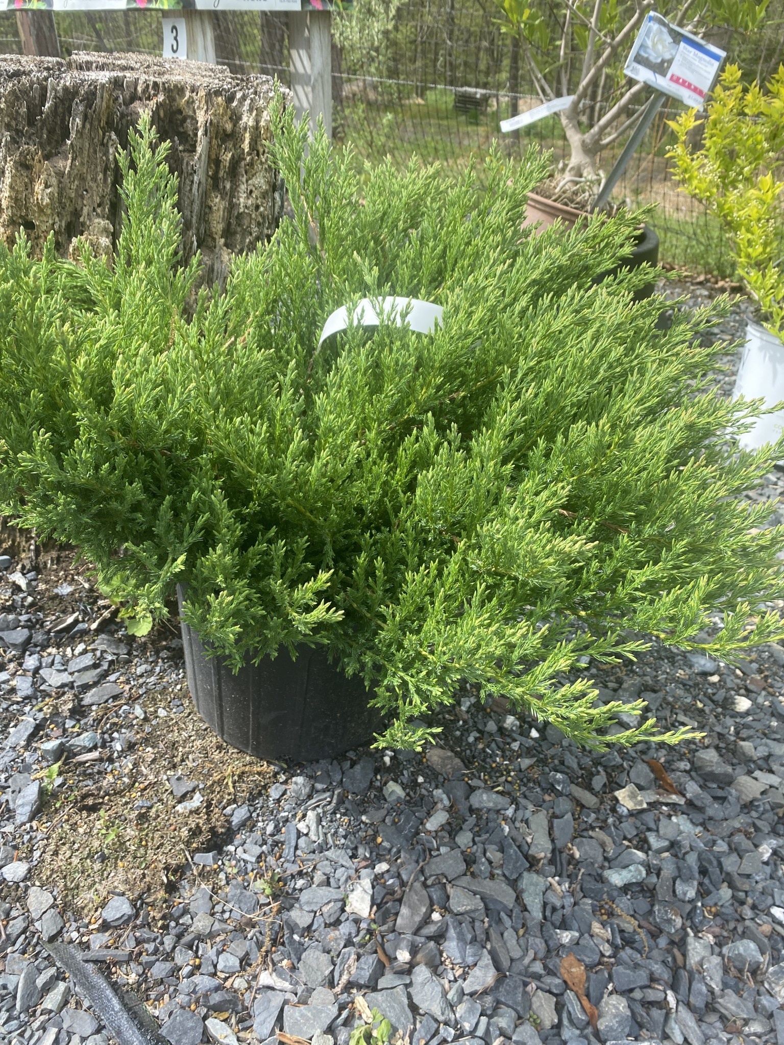 Juniperus hor. Youngstown, Juniper Andorra, 3 Behmerwald Nursery