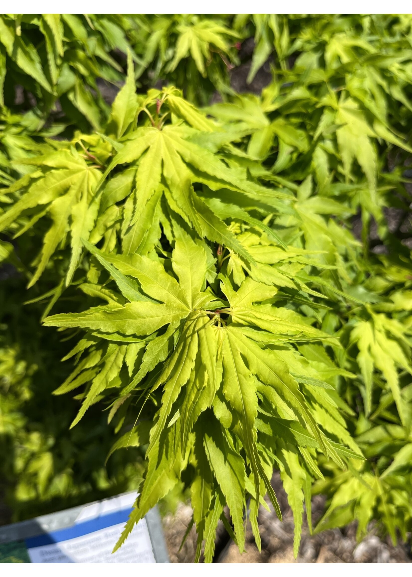 Acer palm. Mikawa yatsubusa, Maple - Japanese,  #10
