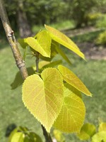 Tilia americana, American Linden #3