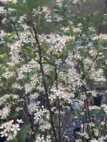 Spring Bloom Aronia arb. Brilliantissima Chokeberry, Brilliantissima, #5