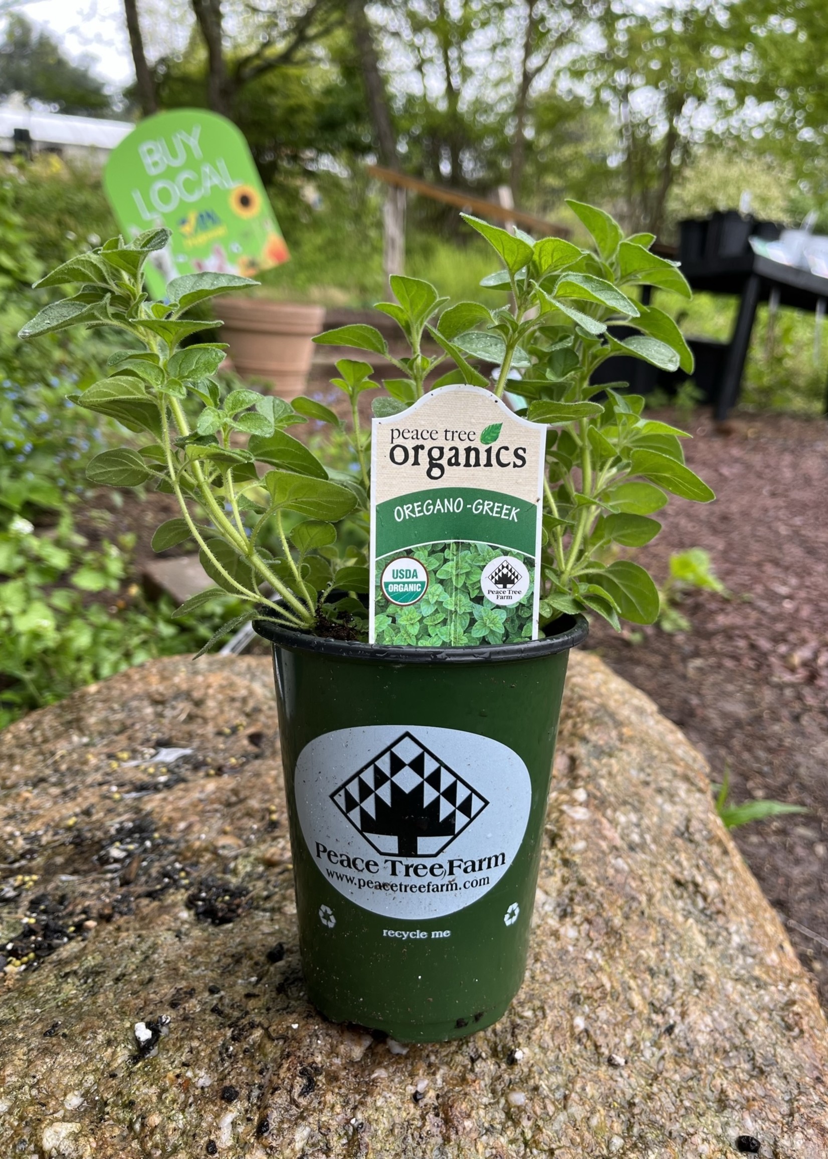 Oregano, Greek- Herb Qt pots- Organic
