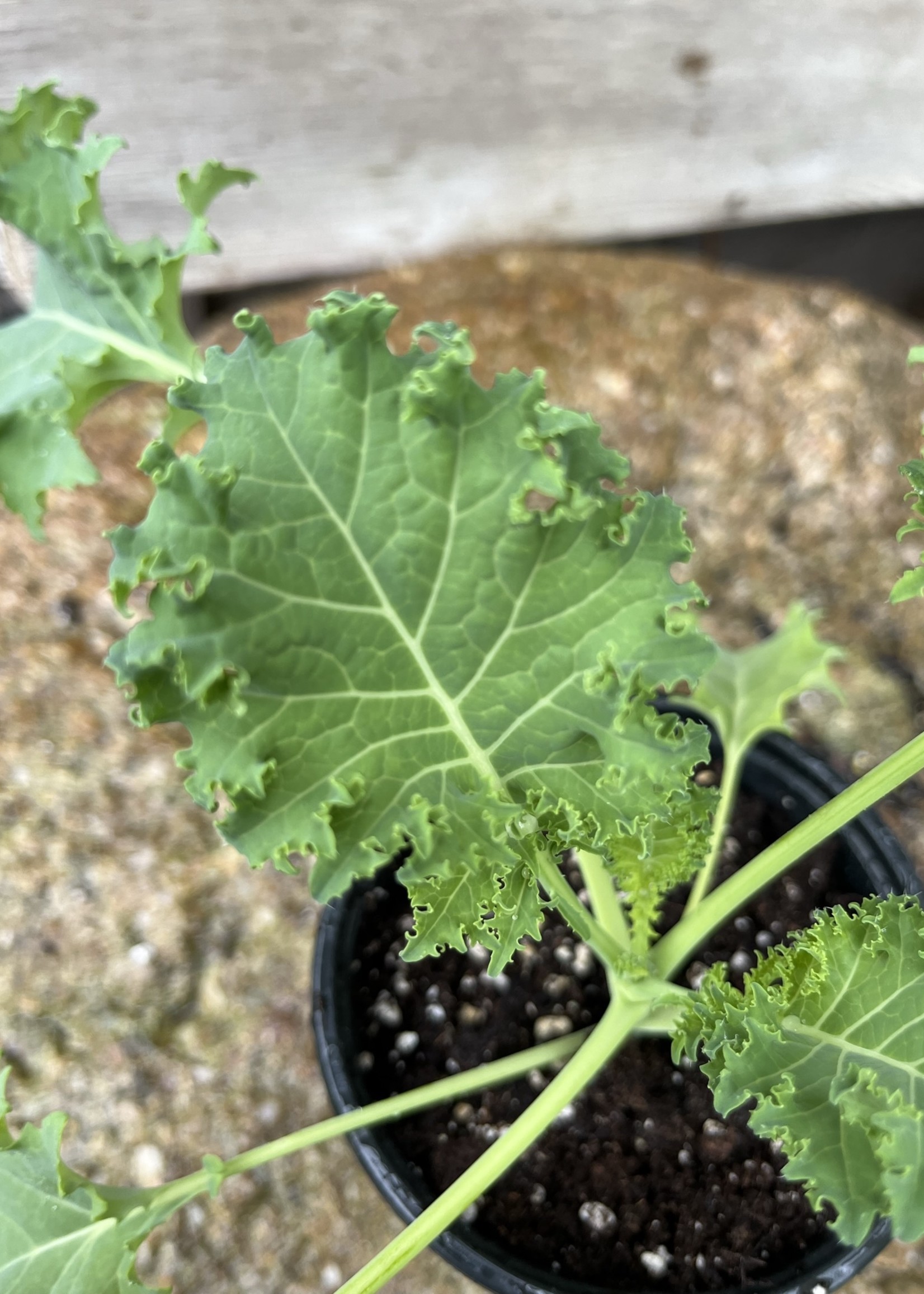 Kale, Vates Organic Qt- Vegetable
