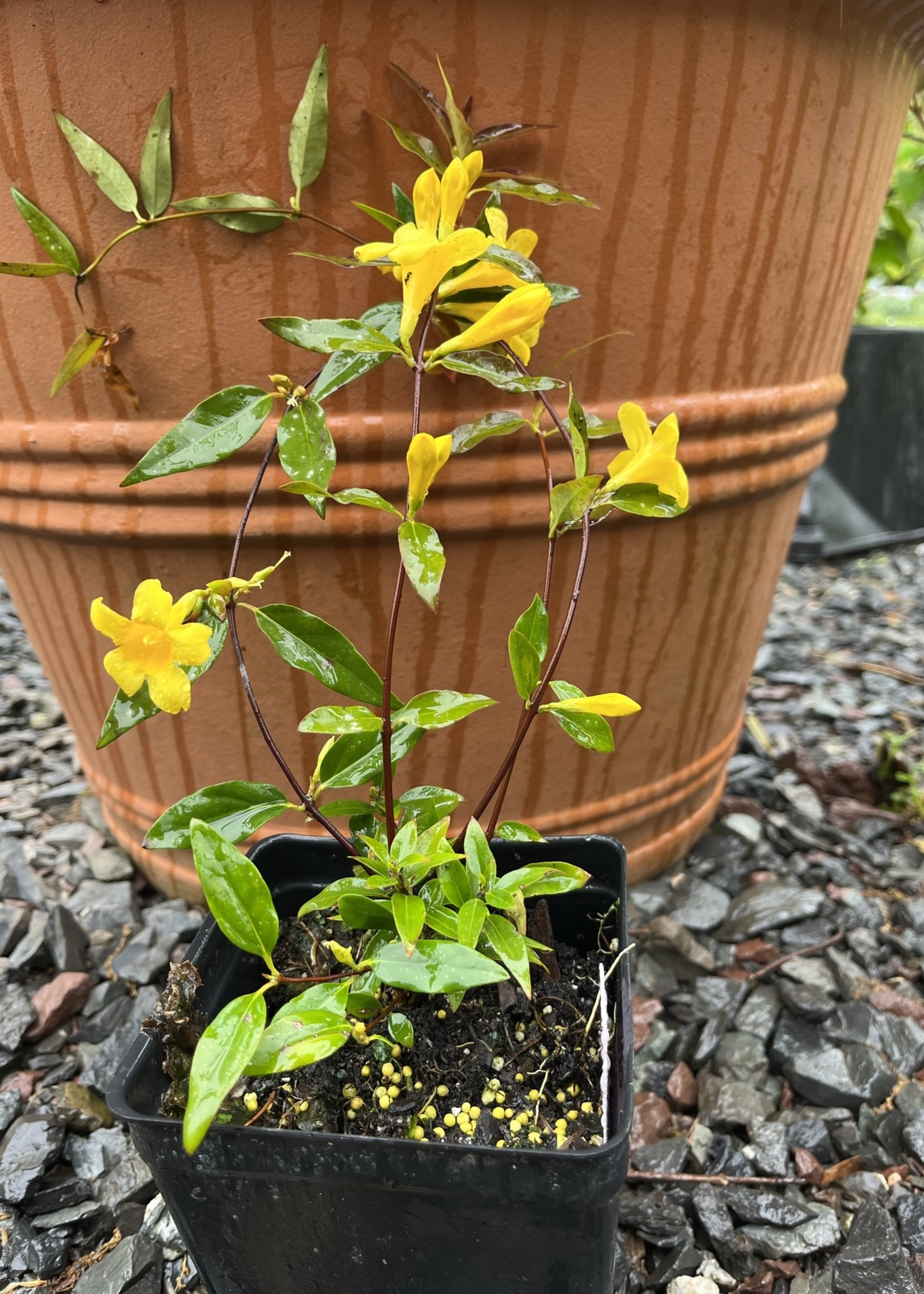 Gelsemium sempervirens ‘Margarita’, Carolina Jessamine Qt - Behmerwald