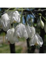 Styrax obassia, Fragrant Snowbell, #7 container