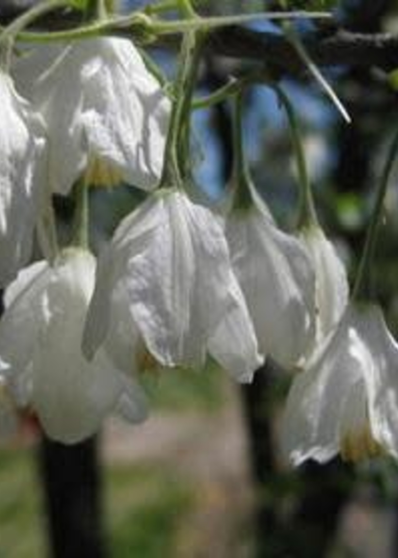 Styrax obassia, Fragrant Snowbell, #7 container